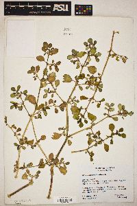 Trianthema portulacastrum image