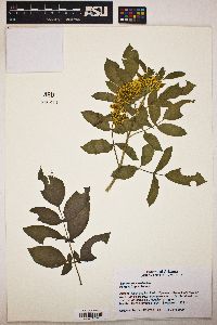 Sambucus nigra image