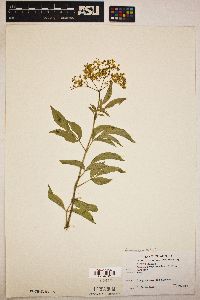 Sambucus nigra image