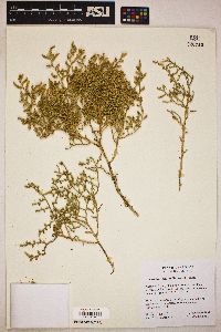 Allenrolfea occidentalis image