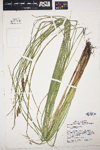 Carex lasiocarpa image