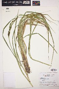 Carex hyalinolepis image