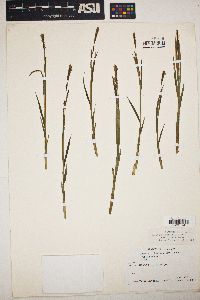 Carex lenticularis image