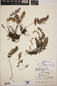 Myriopteris lindheimeri image