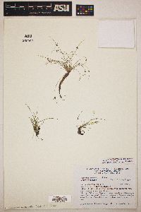 Cyperus subsquarrosus image