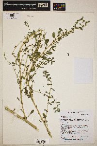 Amaranthus albus image