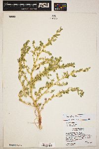 Amaranthus albus image