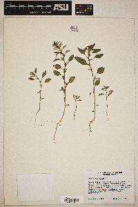 Amaranthus albus image