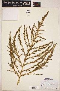 Amaranthus albus image