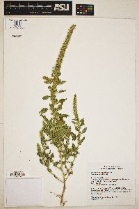 Amaranthus palmeri image