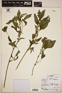 Amaranthus palmeri image