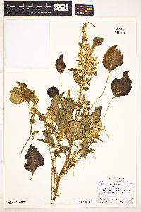 Amaranthus palmeri image