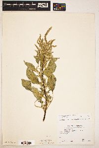 Amaranthus palmeri image