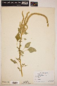 Amaranthus palmeri image