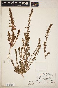 Amaranthus torreyi image