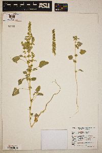 Amaranthus x tucsonensis image