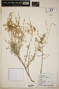 Atriplex linearis image