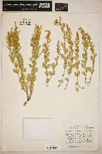 Atriplex confertifolia image