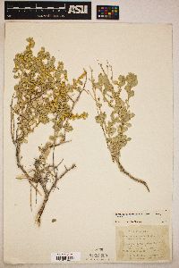 Atriplex confertifolia image