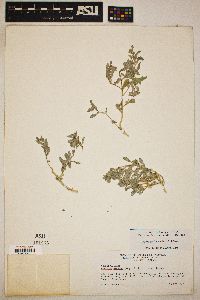 Atriplex elegans image