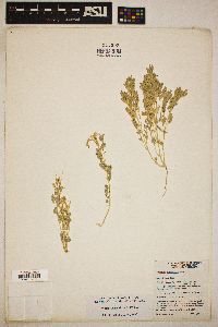 Atriplex elegans var. fasciculata image