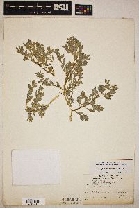 Atriplex elegans var. fasciculata image