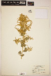 Atriplex lentiformis image