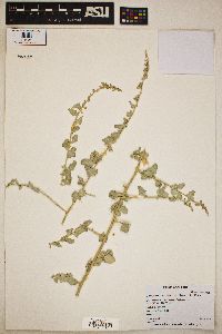 Atriplex lentiformis image