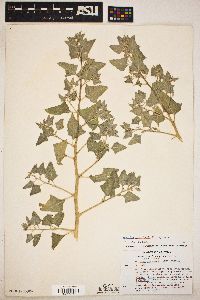 Atriplex lentiformis image