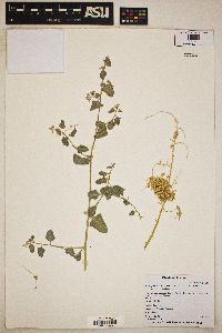 Atriplex lentiformis image