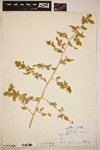 Atriplex lentiformis image