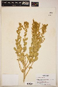 Atriplex obovata image