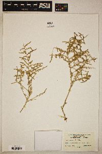 Atriplex polycarpa image