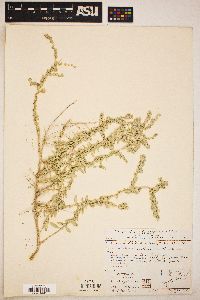 Atriplex polycarpa image