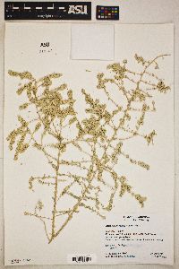 Atriplex polycarpa image