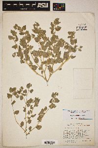 Atriplex saccaria image