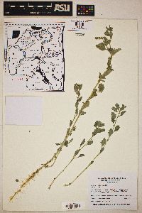 Atriplex semibaccata image