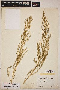 Atriplex elegans image