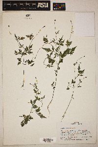 Bidens bipinnata image