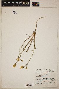 Calycoseris wrightii image