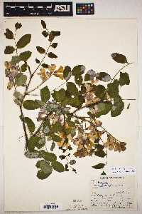 Robinia hispida image