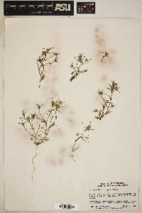 Eriastrum hooveri image