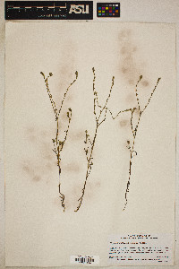 Cryptantha flaccida image