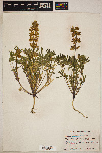 Lupinus subvexus image