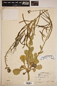 Streptanthus cordatus var. cordatus image