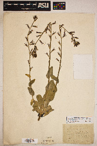 Streptanthus cordatus var. cordatus image