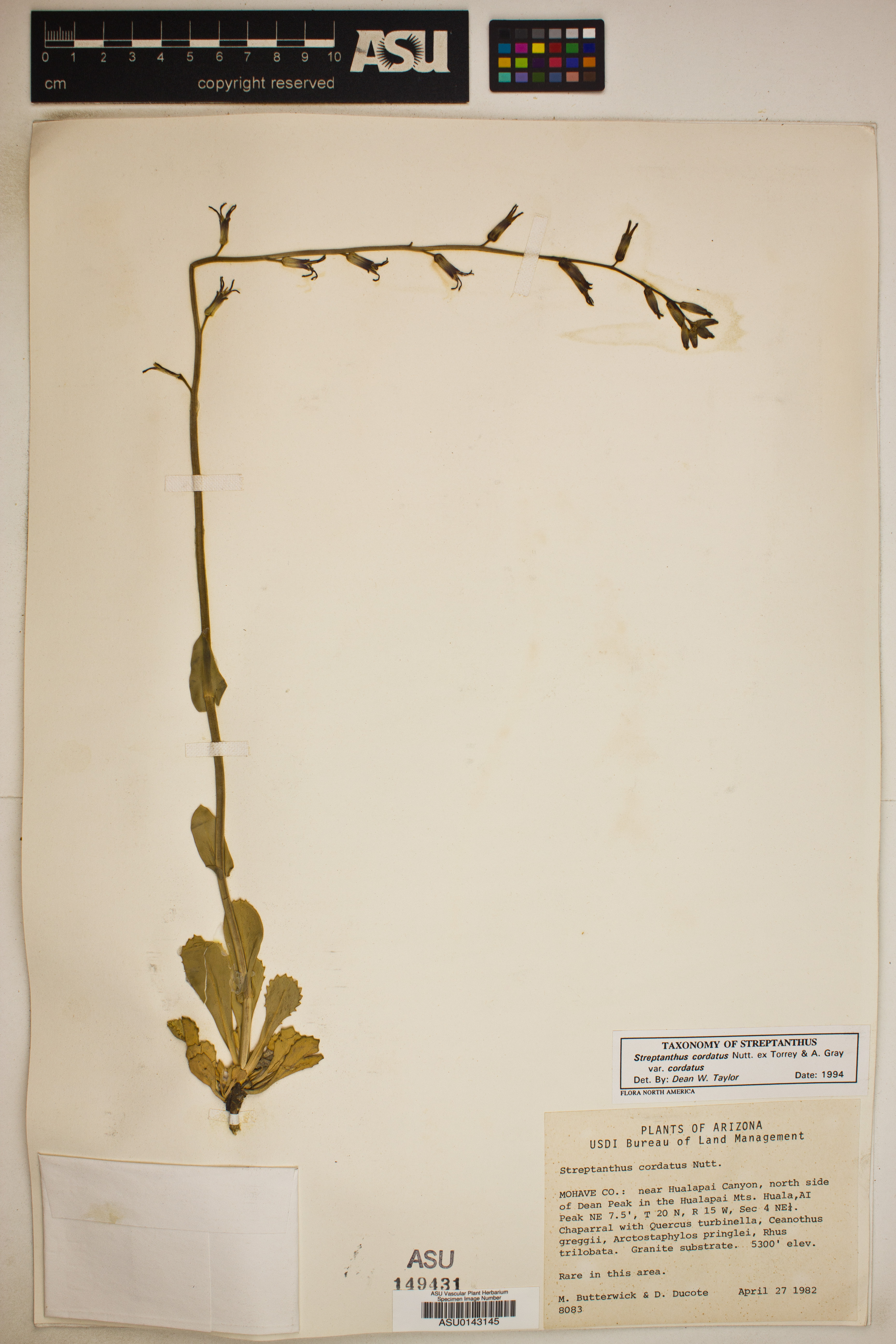 Streptanthus cordatus subsp. cordatus image