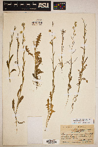 Guillenia flavescens image