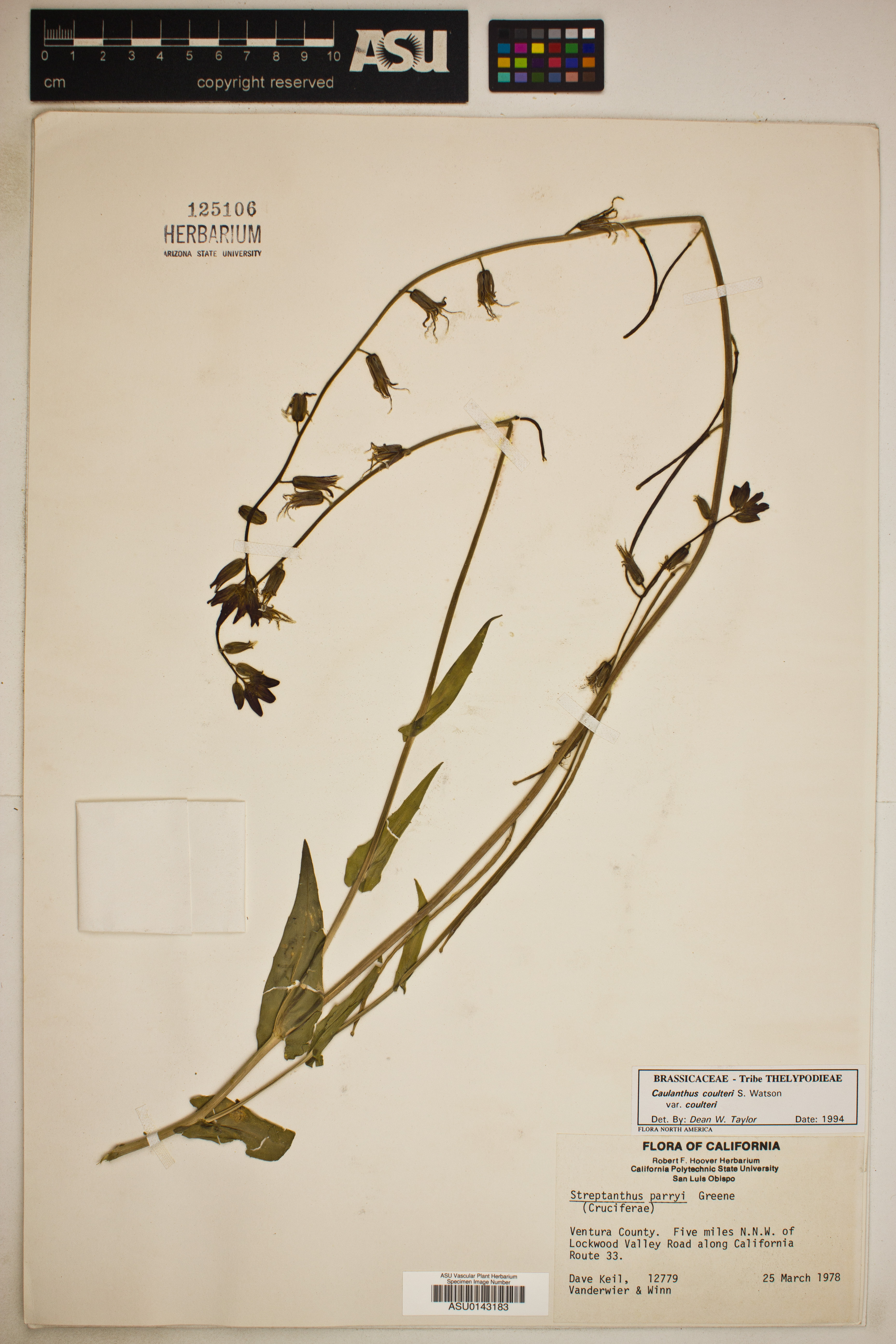 Caulanthus lemmonii image