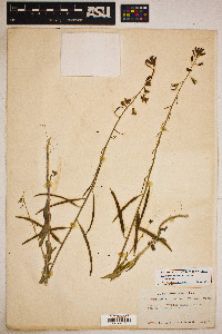 Caulanthus coulteri var. coulteri image